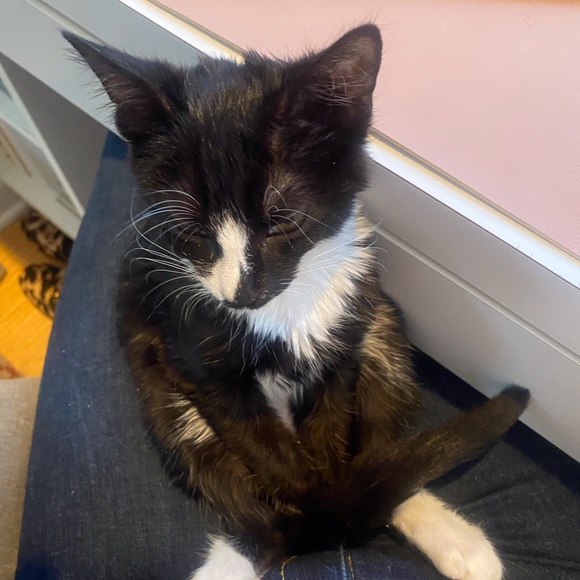 Meet your Posher, Elliot - Picture 4 of 7